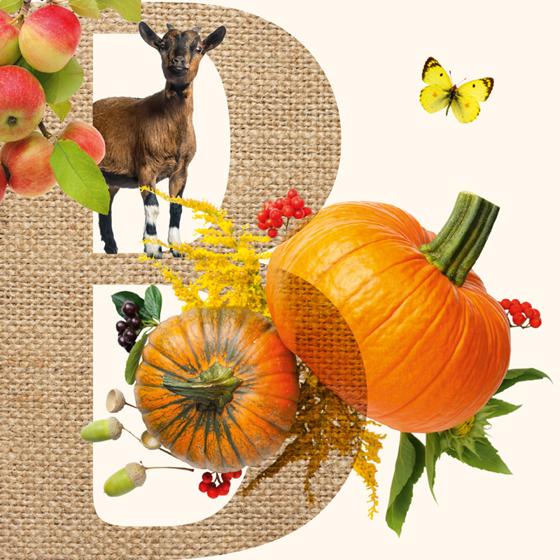 Das Bild zeigt das Logo für die Bayerischen Bio Erlebnistage, Bestehend aus Bildern von Kürbissen, einer Ziege, Äpfeln und einem Schmetterling, das an einer Bushaltestelle aufgehängt ist.