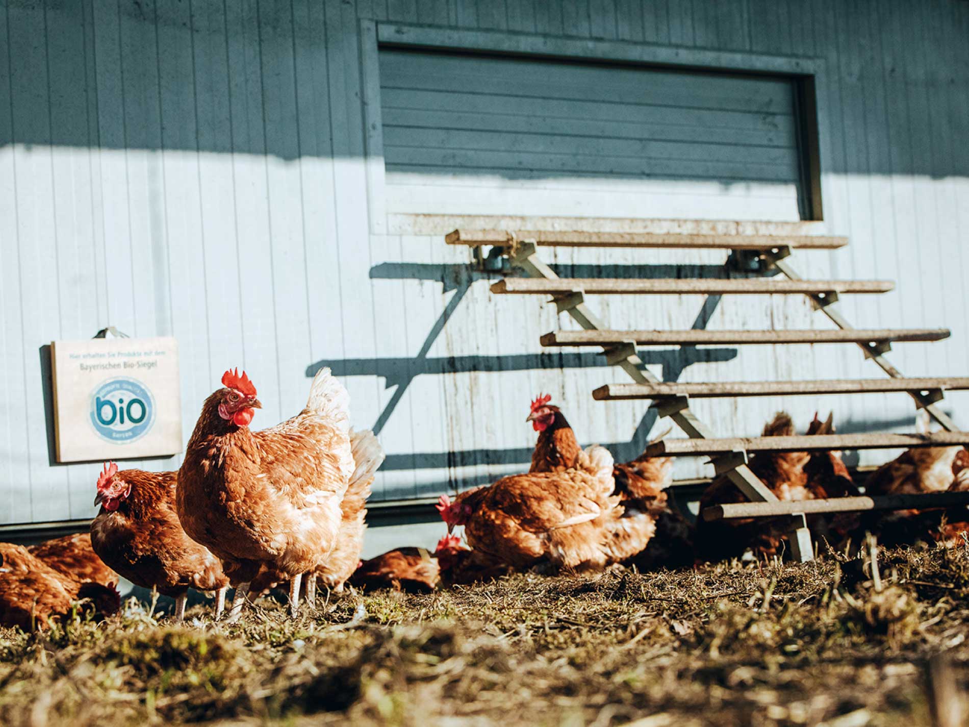 Mehrere braune Hühner scharren auf einem Freigelände vor einem mobilen Hühnerstall. An der Stallwand hängt ein Schild mit dem Bayerischen Bio-Siegel, das für zertifizierte Bio-Qualität steht.