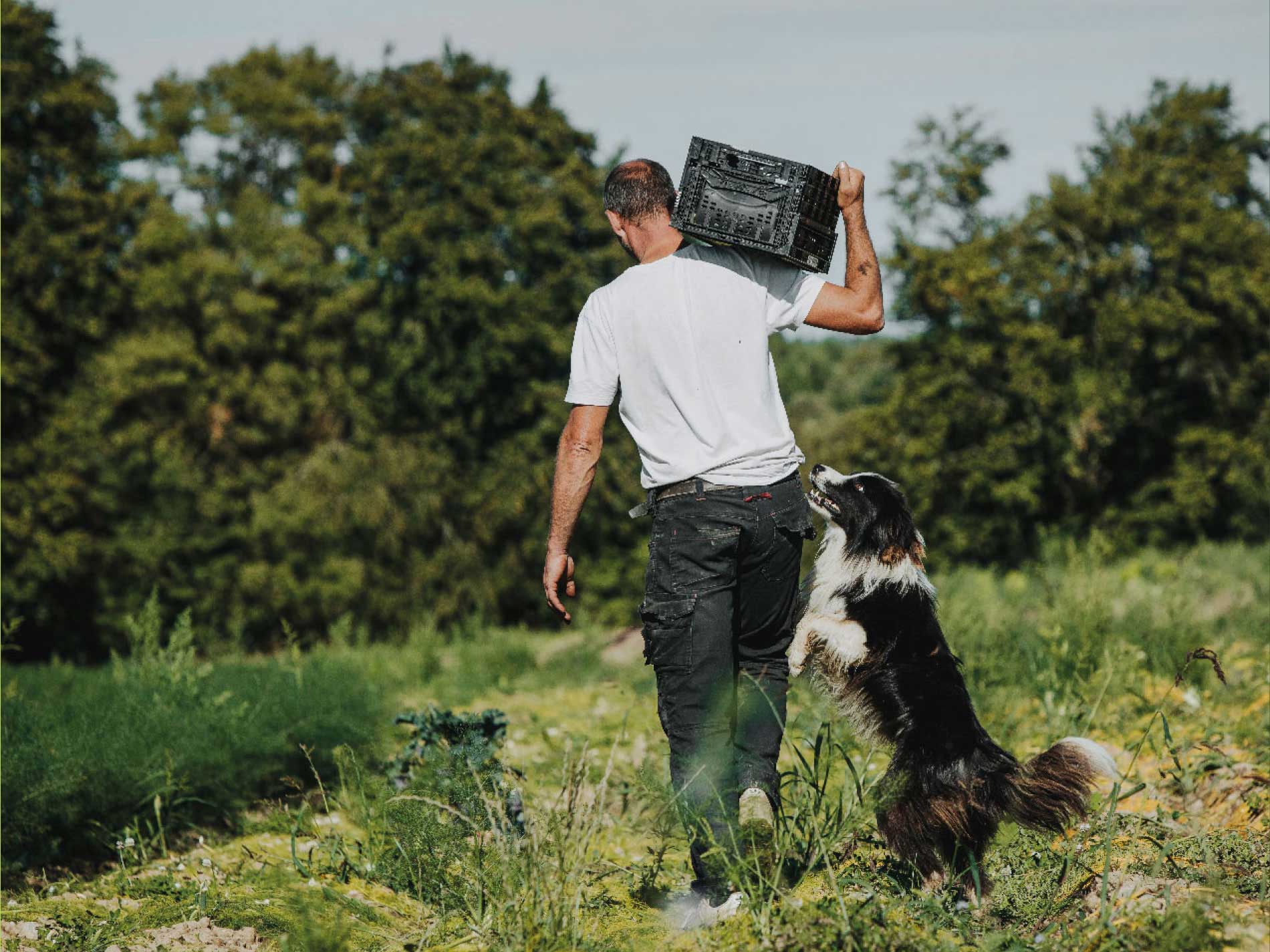 Bild von der Konradhof Gemüseernte.