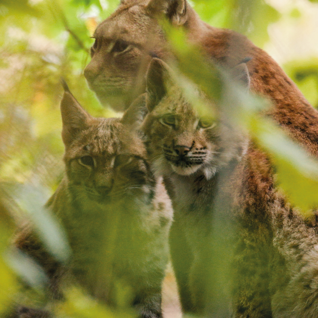 Fotografie von drei Luchsen die sich im Gebüsch verstecken.