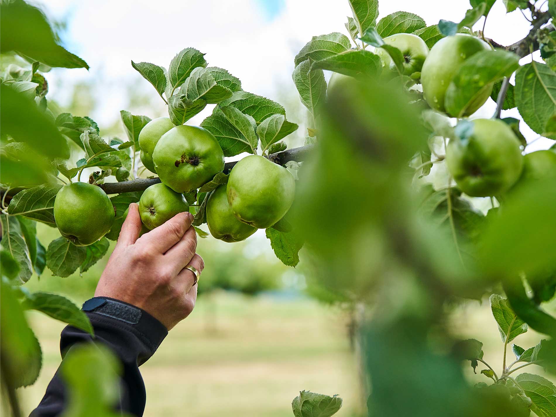 Das Bild zeigt eine Nahaufnahme eines Streuobstpakt Fotoshootings einer Hand, die einen grünen Apfel von einem Baum pflückt, umgeben von üppigem Laub.