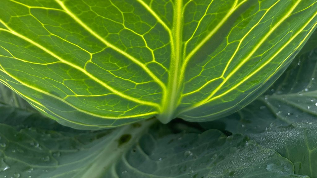 Ein Wirsingblatt von unten.