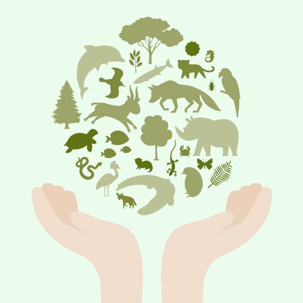 Illustration zweier offener Hände, die eine Sammlung stilisierter Tier- und Pflanzensilhouetten in Grüntönen halten – Symbolbild für Biodiversität.